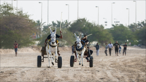 سباق الحمير تقليد شعبي في البحرين!!